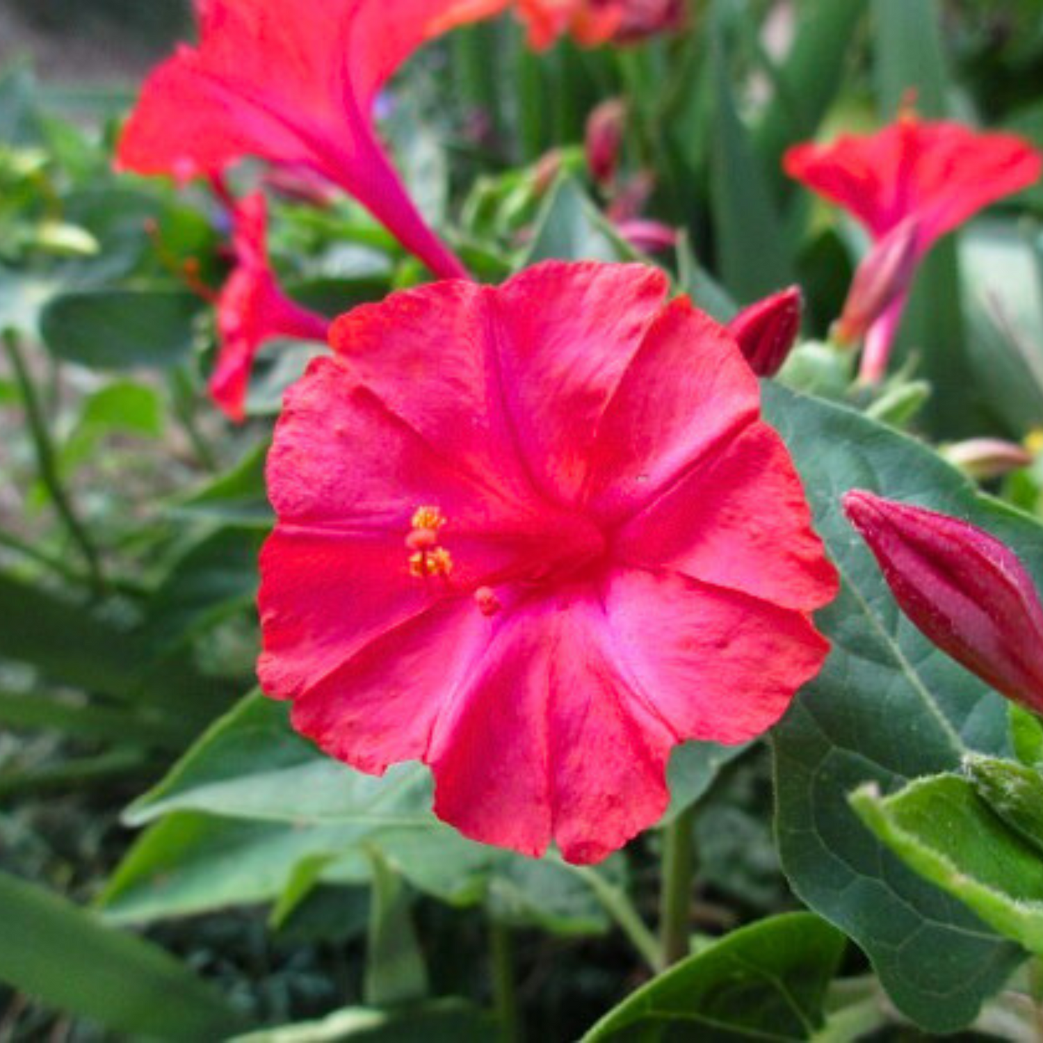 4 o Clock Orange Hybrid All Time Flowering Live Plant