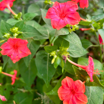 4 o Clock Orange Hybrid All Time Flowering Live Plant