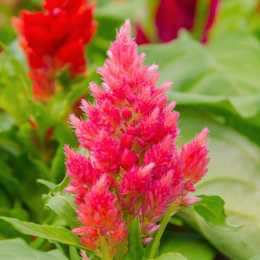 Celosia Pink (Feather Cockscomb) Flowering Live Plant