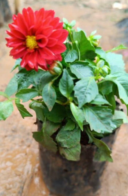 Red Dahlia Flowering Live Plant