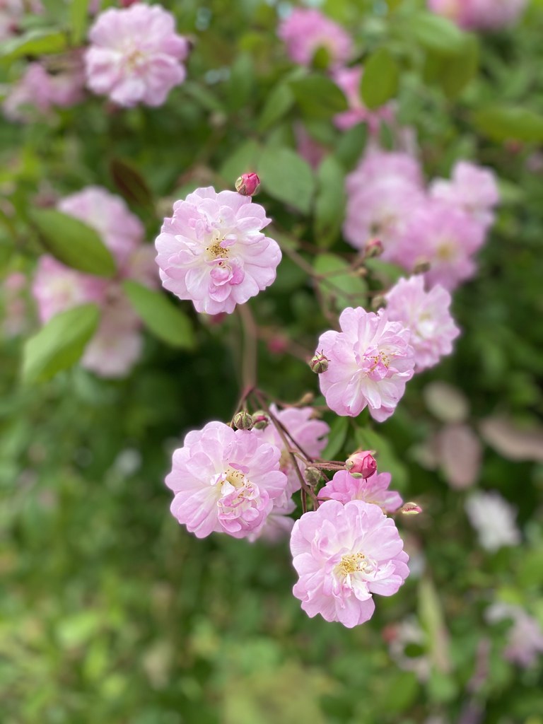 Perfume Breeze Creeper/Climber Rose Live Plant with Pot