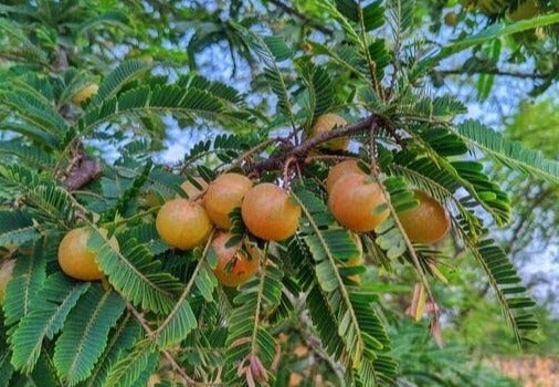 Red Gooseberry Grafted Live Plant (Ribes uva-crispa)