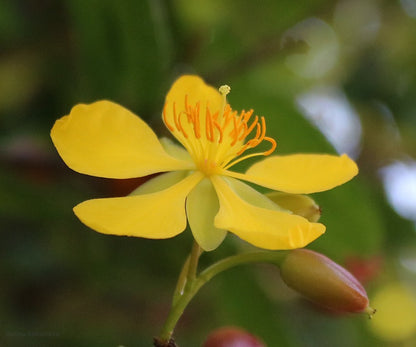 Mickey Mouse (Ochna serrulata) All Time Flowering Live Plant