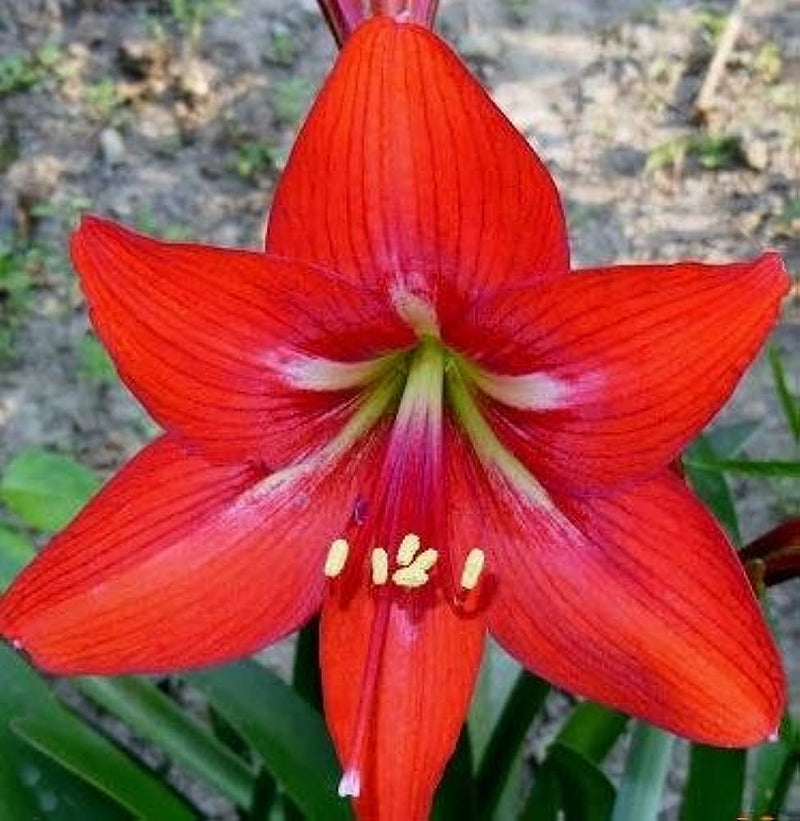 Red Lilly (Amaryllis) Flowering Live Plant