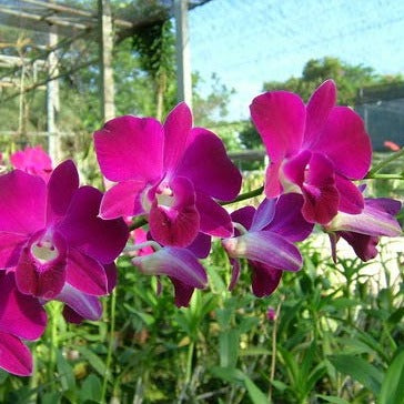 Dendrobium Laddawan Red