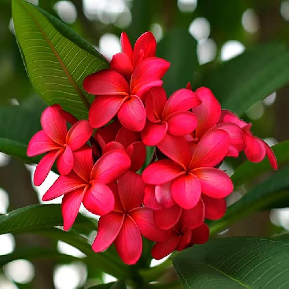 Frangipani (Plumeria rubra) Red All Time Flowering Live Plant