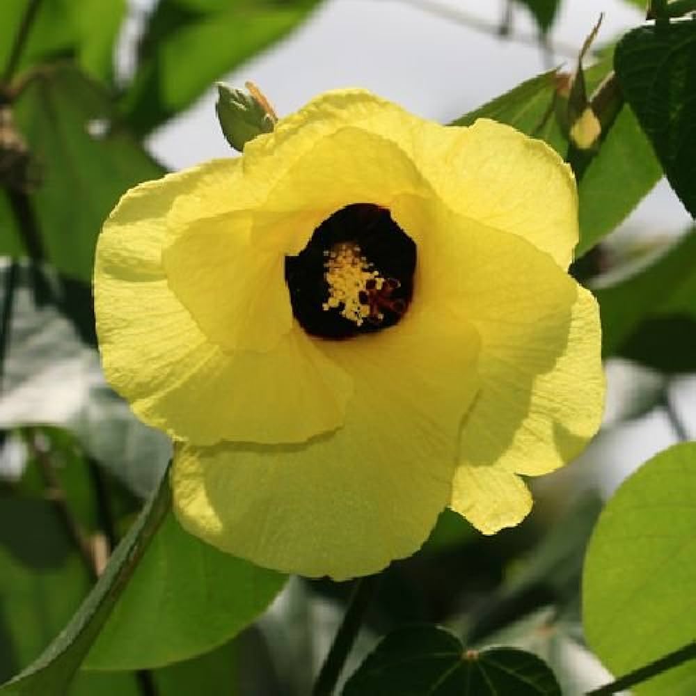 Hibiscus Tiliaceus (Sea Hibiscus) Flowering Live Plant with Green Leaves