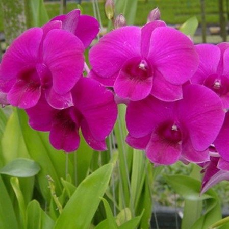 Dendrobium Curly Pink (Extra Big Size Seedling)