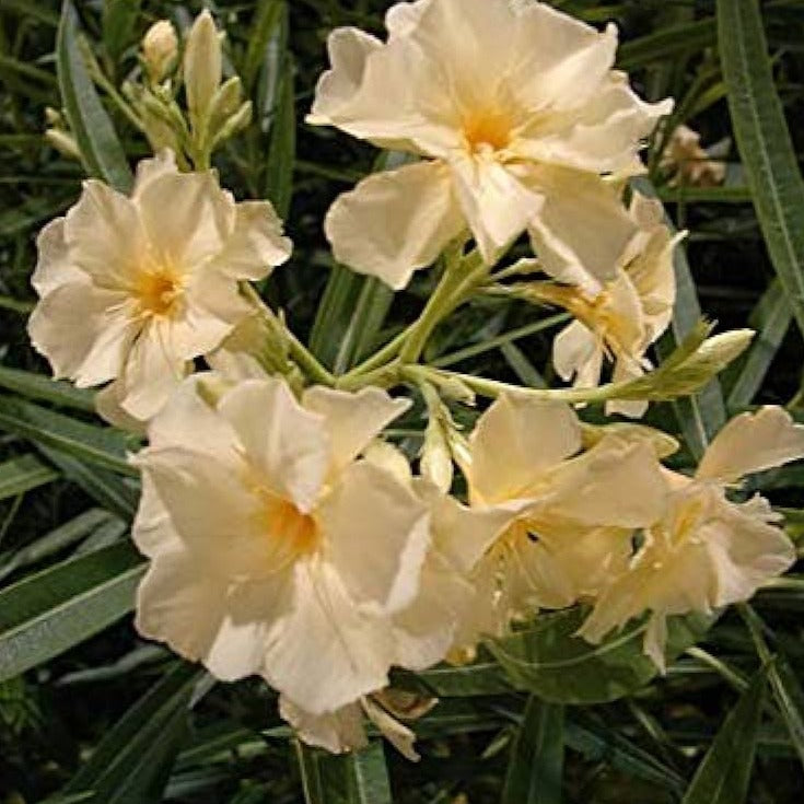 Arali Sandal Multi Petal (Nerium oleander) Rare All Time Flowering Live Plant