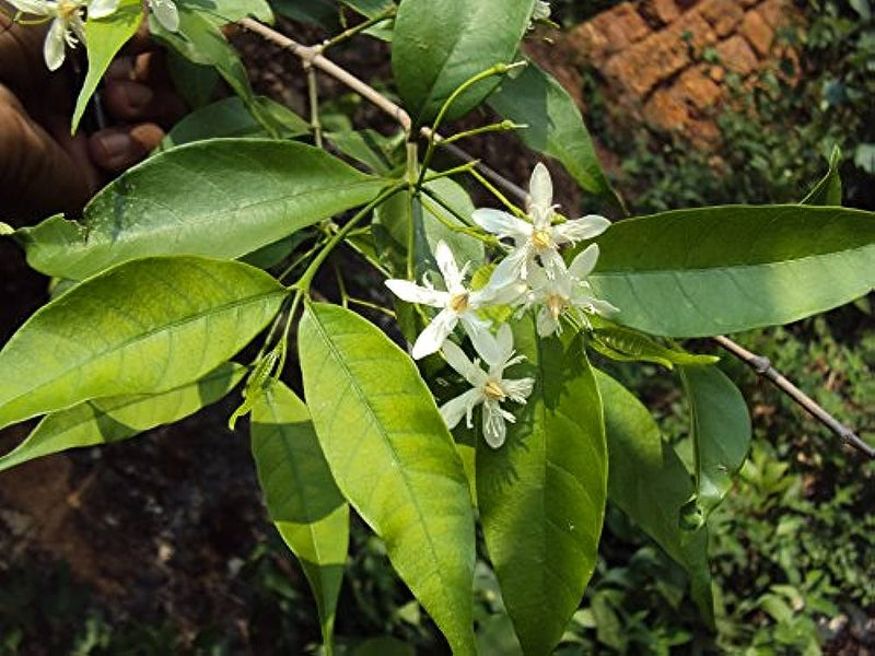 Wrightia Tinctoria Fragrant Flowering Live Plant