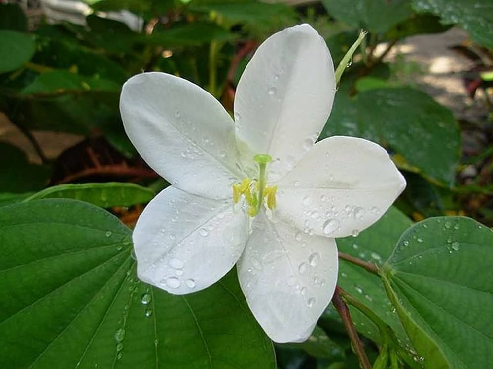 Mandaram White (Bauhinia variegata) Flowering Live Plant