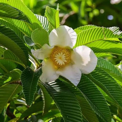 Elephant Apple Tree (Dillenia indica) Live Plant