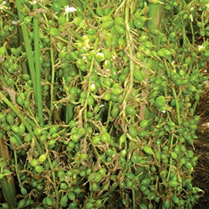 Cardamom (Elaichi) Spice Plant