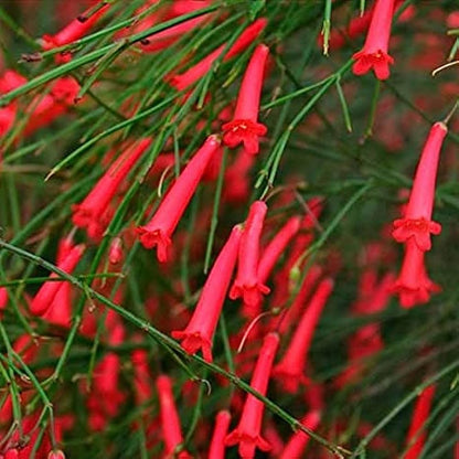 Red Firecracker (Russelia equisetiformis) Flowering Live Plant