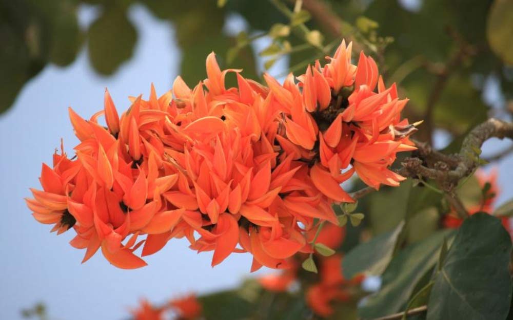 Yellow, Red &amp; White Palash Combo All Time Flowering Layered Live Plants