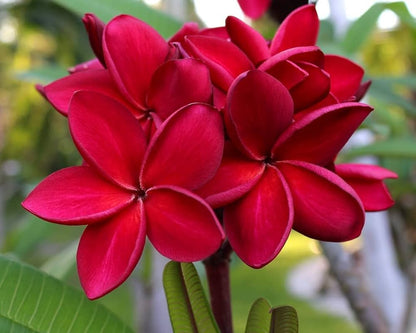 Frangipani (Plumeria rubra) Red All Time Flowering Live Plant