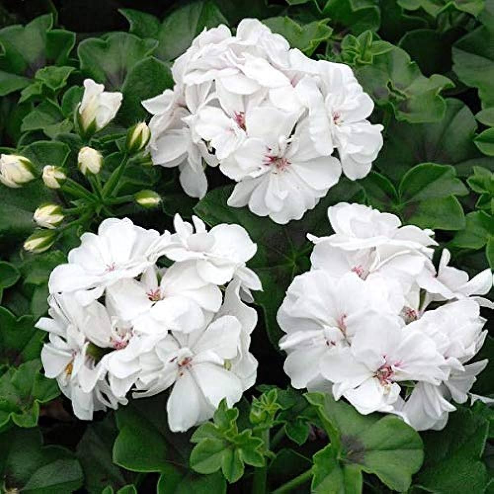 Geranium Ivy White Creeper/Climber Flowering Live Plant