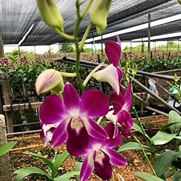 Dendrobium Laddawan Red