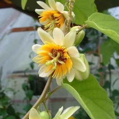 Passiflora holosericea (Krishna Kamal) Yellow Flowering Live Plant