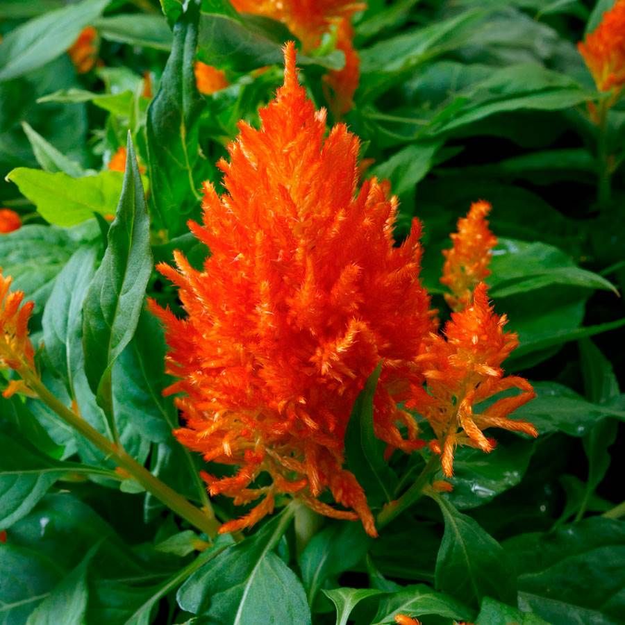 Celosia Orange (Feather Cockscomb) Flowering Live Plant