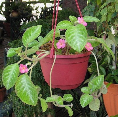 Episcia Cupreata Green Leaf with Pink Flower (Hanging) All Time Flowering Live Plant