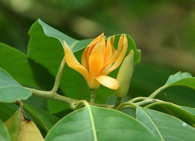 Yellow Champak (Magnolia champaca) Flowering Live Plant