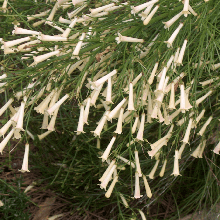 White Firecracker (Russelia equisetiformis) Flowering Live Plant