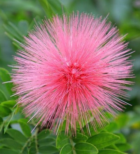 Calliandra Dixie Pink (Calliandra Emarginata) All Time Flowering Live Plant