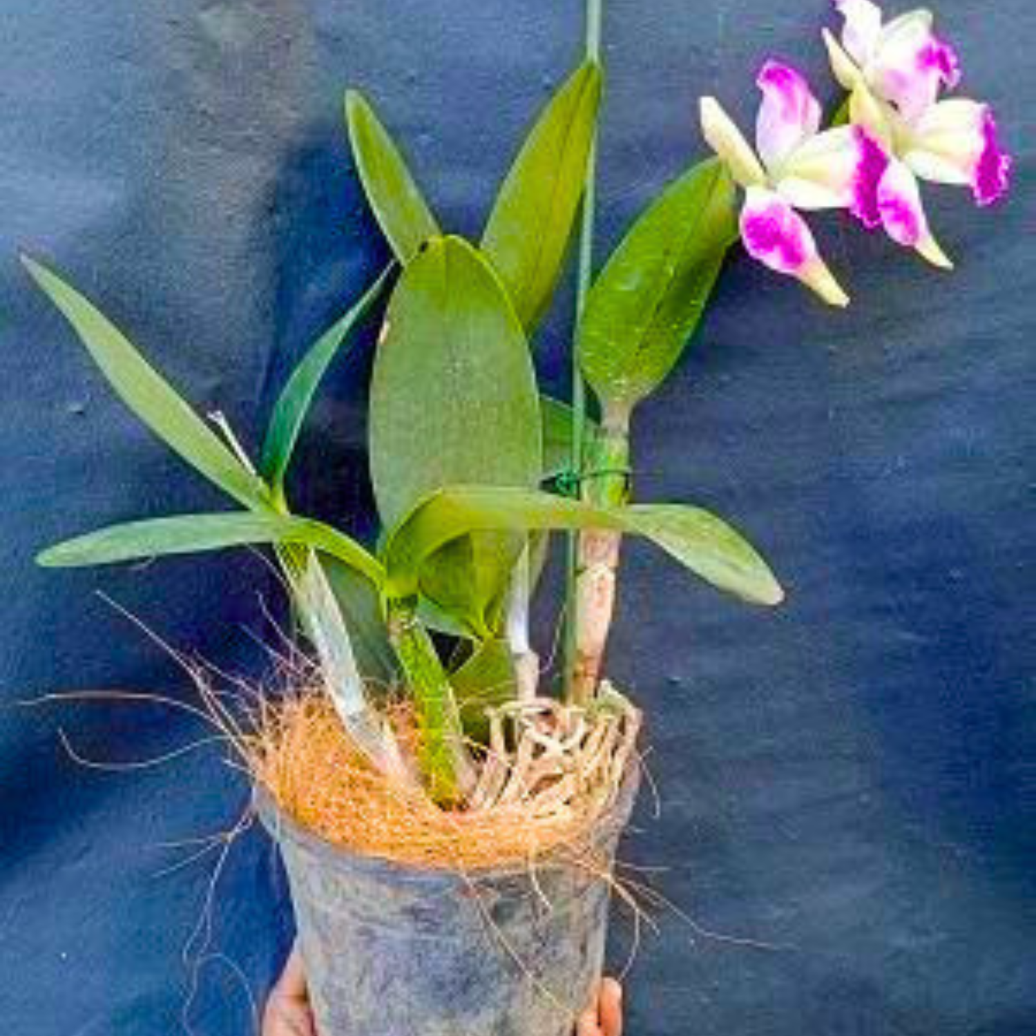 Cattleya Village Chief North Green Genius - Blooming Size