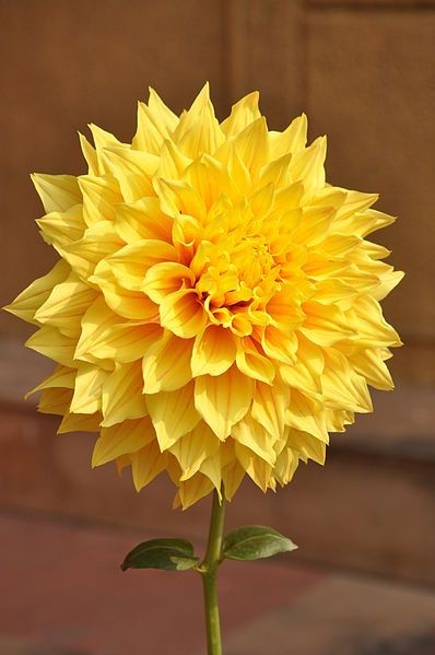 Yellow Dahlia Flowering Live Plant