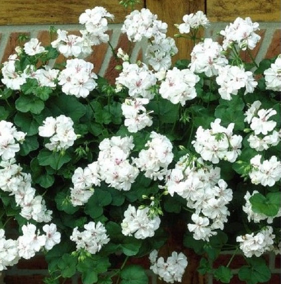 Geranium Ivy White Creeper/Climber Flowering Live Plant