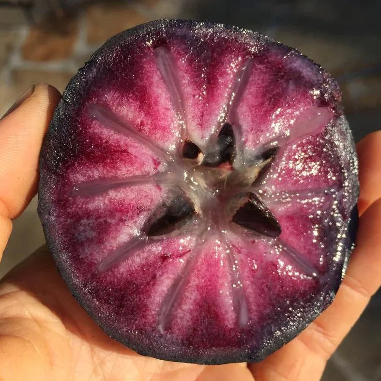 Purple Jamaican Star Apple Grafted Live Plant (Chrysophyllum Cainito)