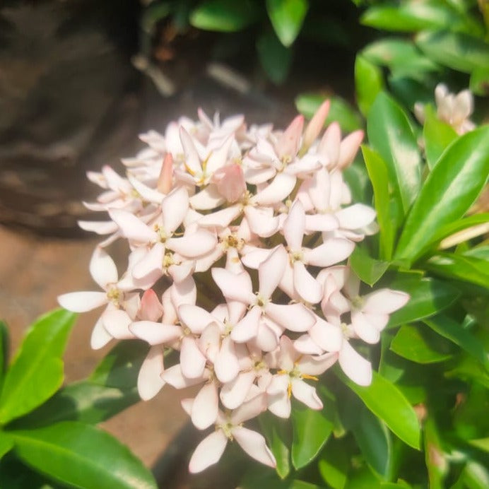 Ixora Light Pink Rare All Time Flowering Live Plant