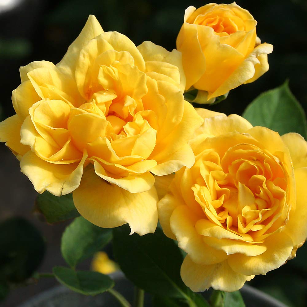 Yellow Rose Grafted Live Plant