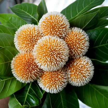 Yellow Kadamb (Neolamarckia cadamba) Flowering Live Plant