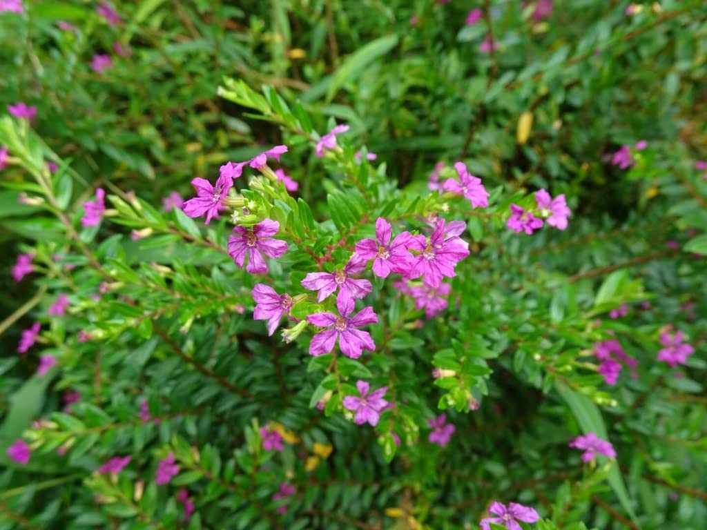 Cuphea Pink (Mexican Heather) Rare All Time Flowering Live Plant
