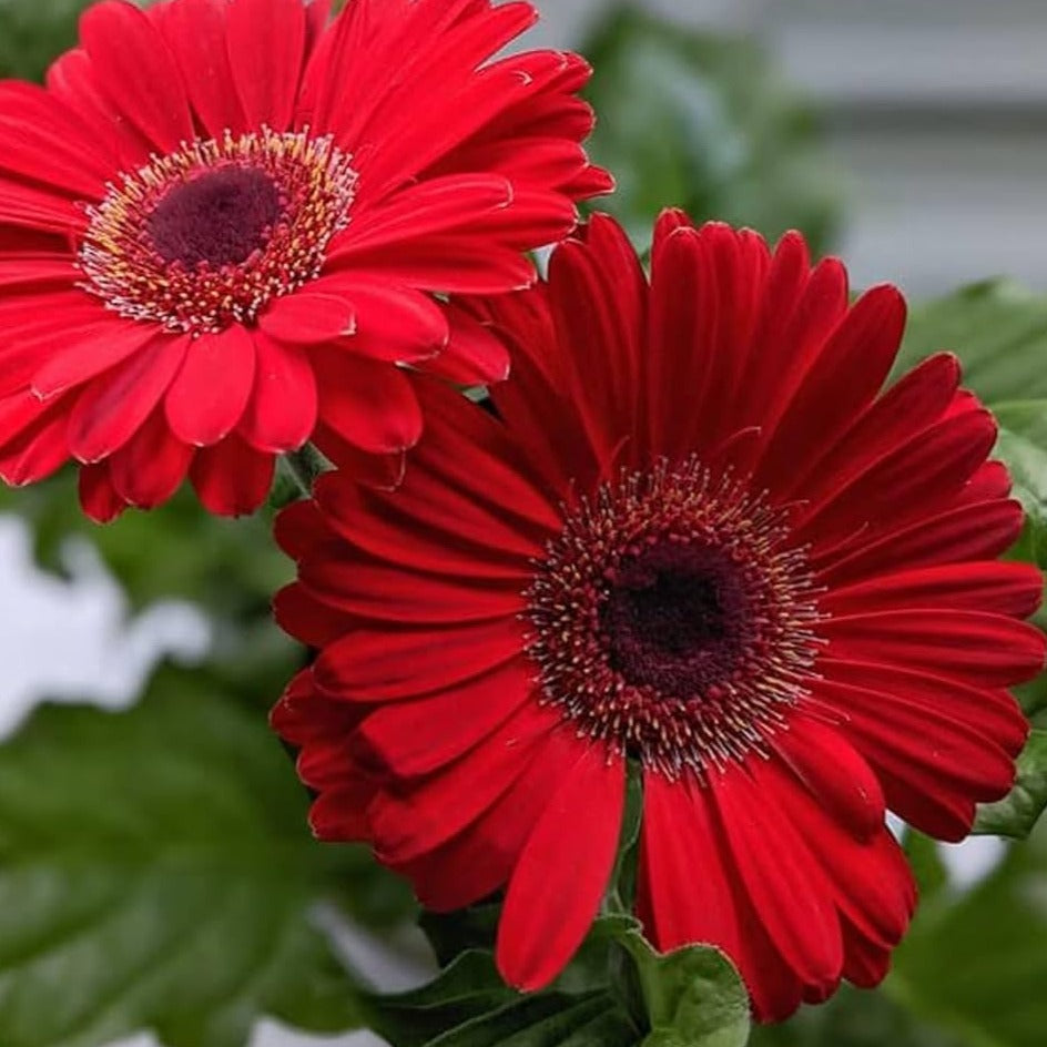 Gerbera Red Flowering Live Plant - Pot with Flowers
