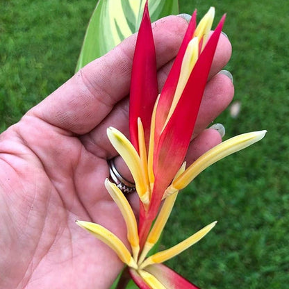 Heliconia Variegated Flowering Live Plant