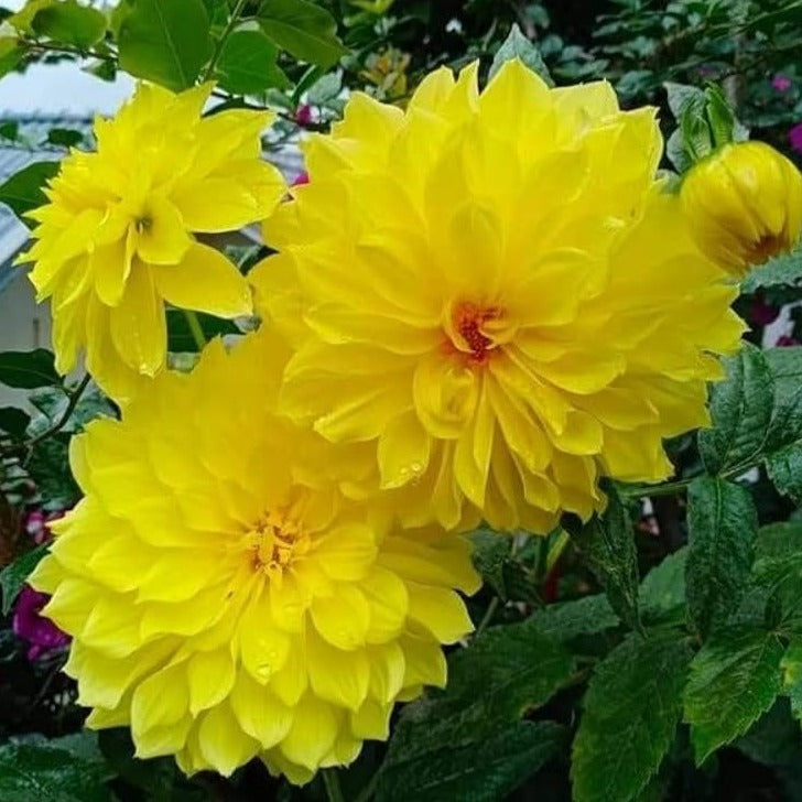 Yellow Dahlia Flowering Live Plant