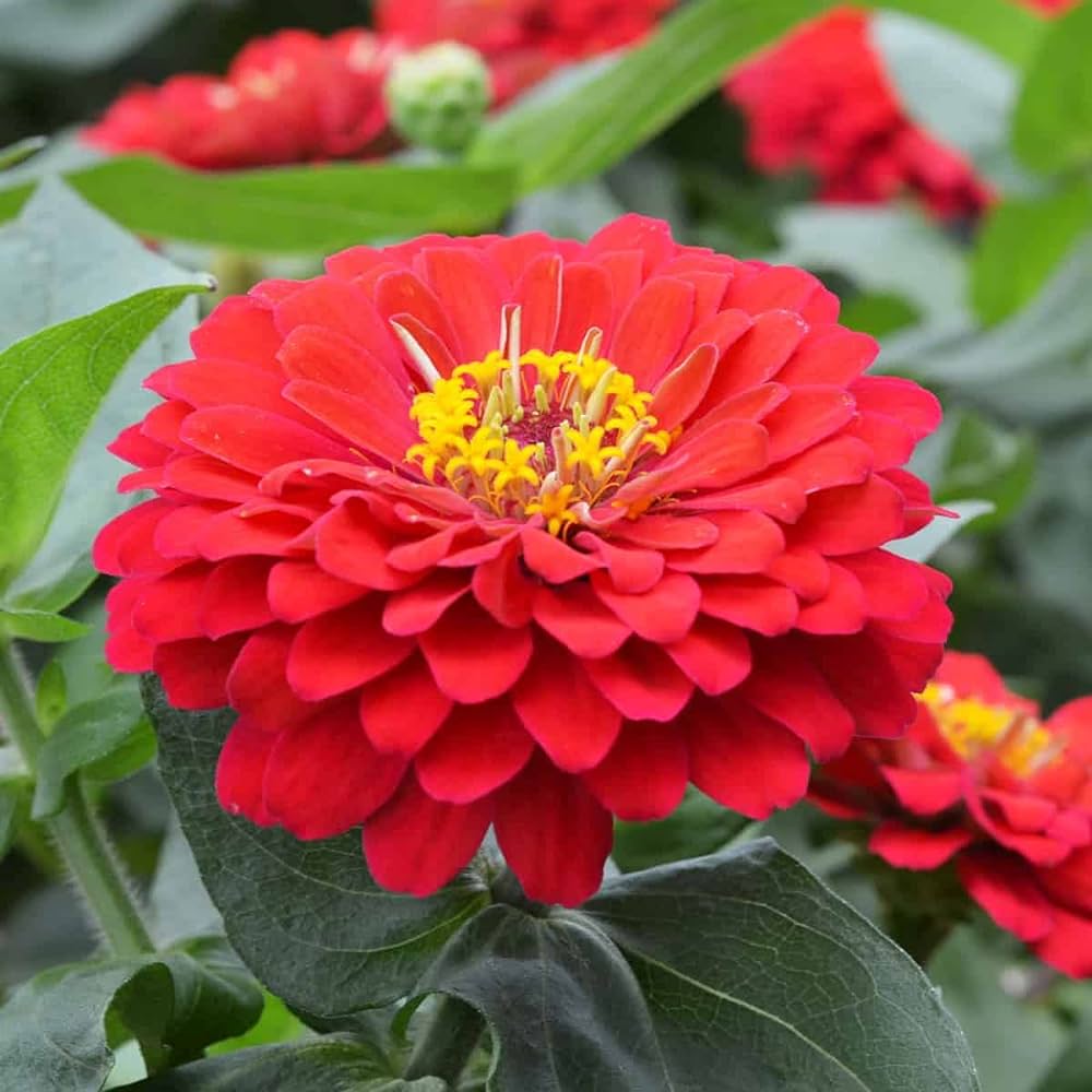 Zinnia Red Flowering Live Plant