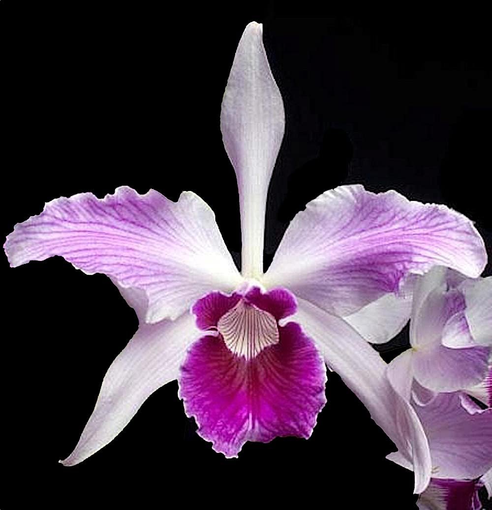 Cattleya Purpurata Var Striata