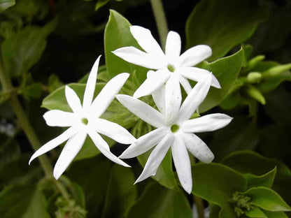 Juhi Jasmine (Jasminum auriculatum) Highly Fragrant Flowering Live Plant