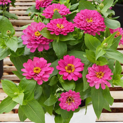 Zinnia Pink Flowering Live Plant