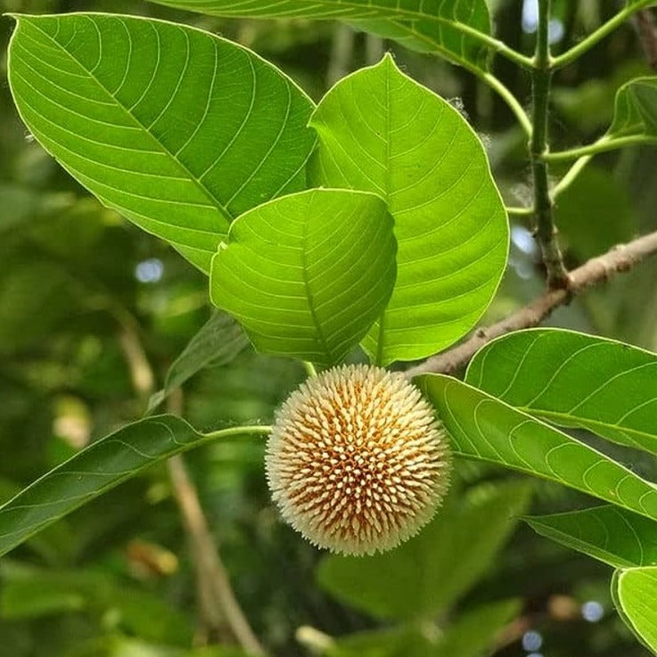 Yellow Kadamb (Neolamarckia cadamba) Flowering Live Plant