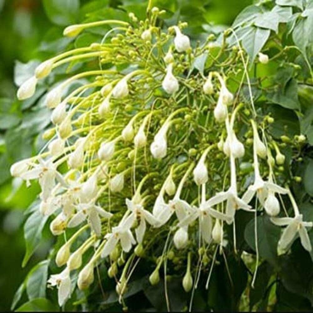 Indian Cork Tree (Millingtonia hortensis) Fragrant Live Plant