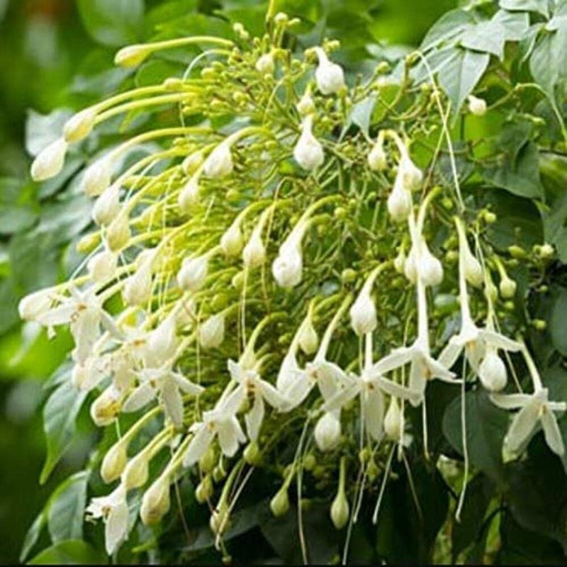 Indian Cork Tree (Millingtonia hortensis) Grafted Live Plant