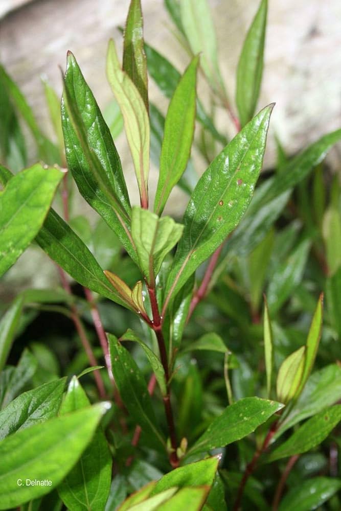 Mrithasanjeevani (Ayapana triplinervis) Medicinal Live Plant