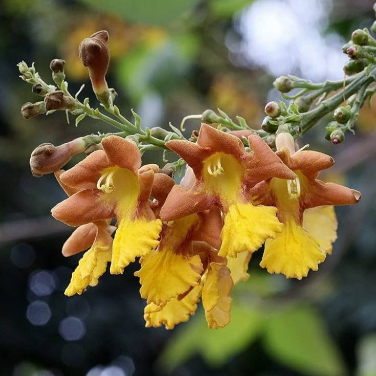 Gamhar Tree (Gmelina arborea) Live Plant