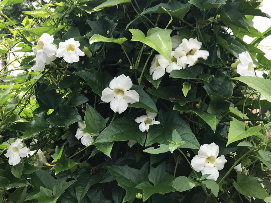 White Sky Vine (Thunbergia grandiflora alba) Climber / All Time Flowering Live Plant