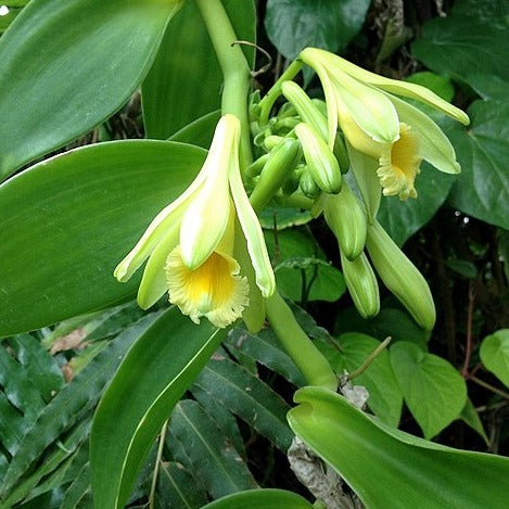 Vanilla Beans Creeper / Climber Plant Spice Plant